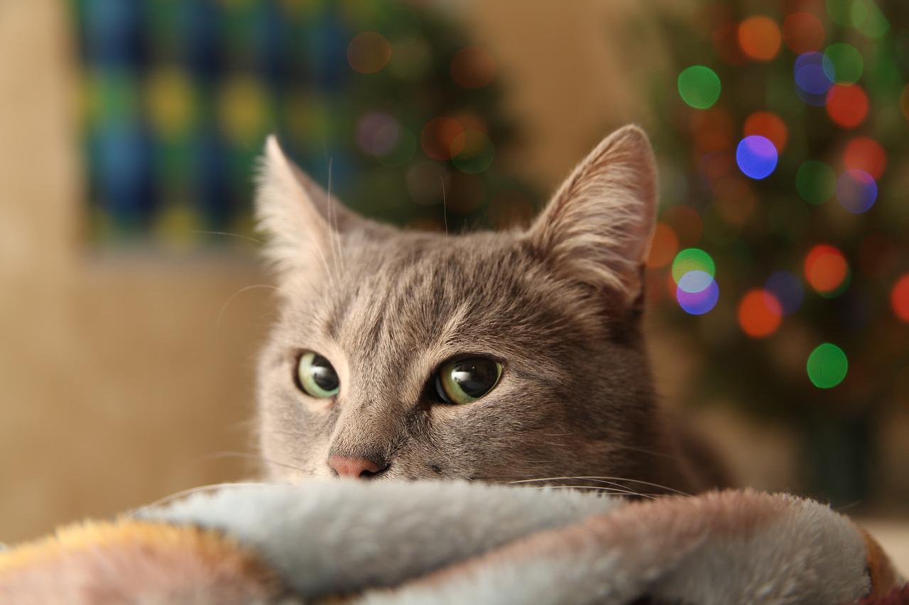 cat